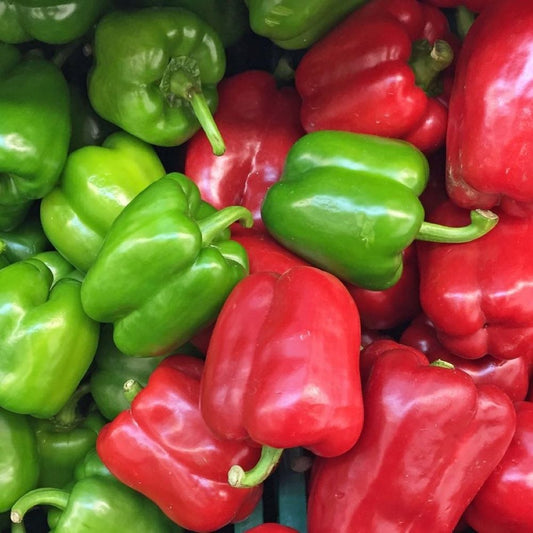 Capsicum- Californian Wonder