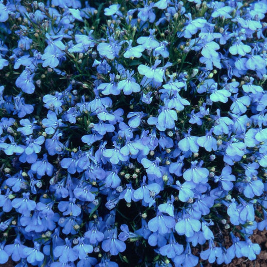Lobelia - Cambridge Blue