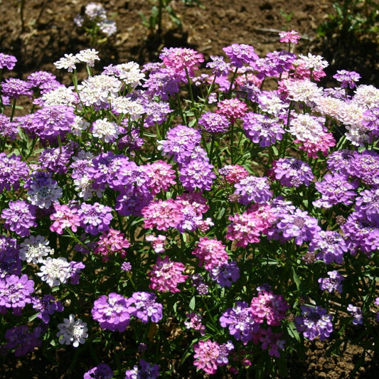 Candytuft - Dwarf Fairy Mix