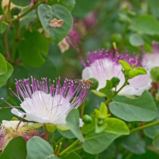 Caper bush