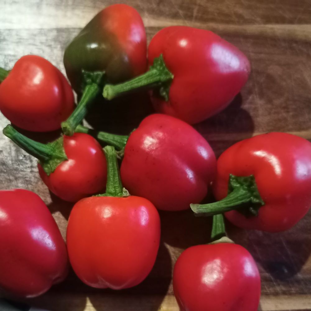 Capsicum-Mini Red – SJ Plants