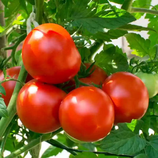 Tomato - Caracoli F1