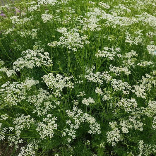 Caraway