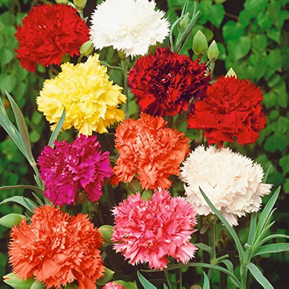 Carnation - Dwarf Fragrance Mix – SJ Plants