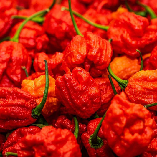 Chilli-Carolina Reaper