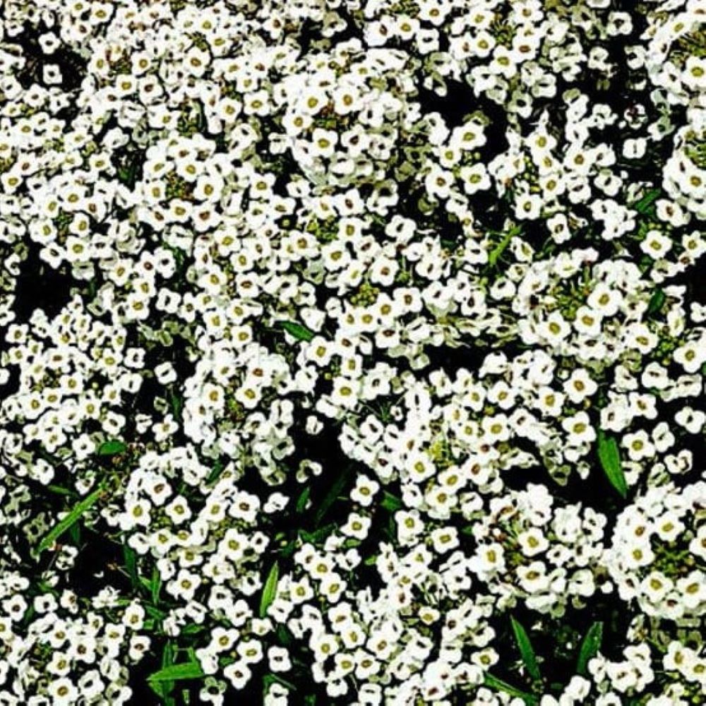 Alyssum - Carpet of Snow