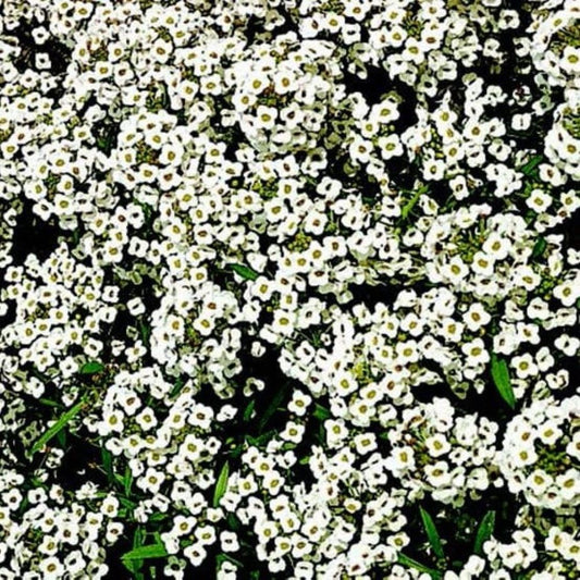 Alyssum - Carpet of Snow
