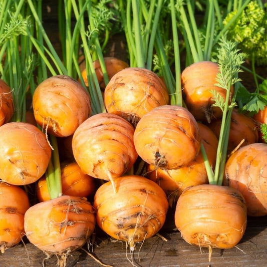 Carrot - Paris Market