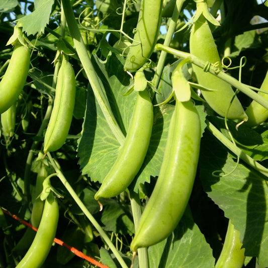 Sugarsnap Peas - Cascadia