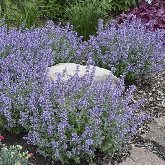 Cat Mint