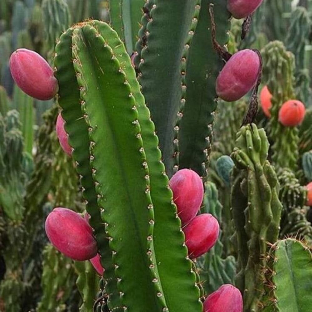 Peruvian Apple Cactus