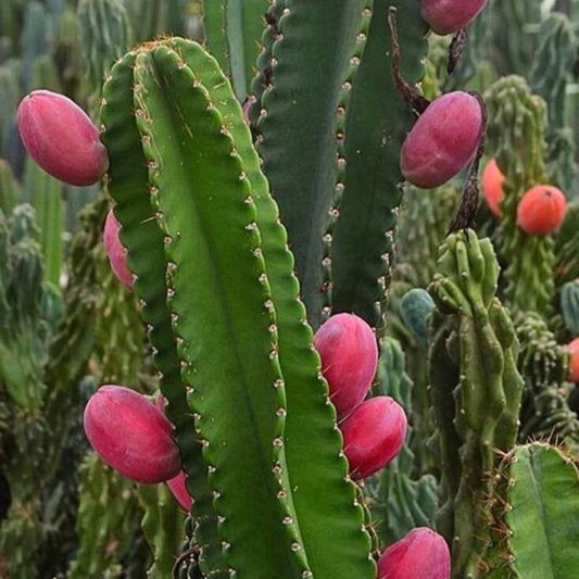 Peruvian Apple Cactus