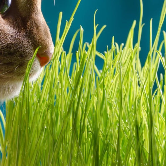 Cat Grass