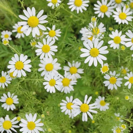 Chamomile