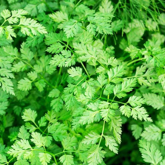 Chervil
