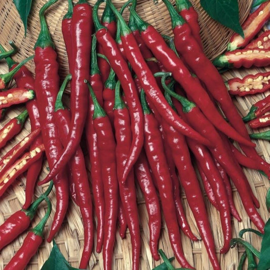 Chilli-Long Cayenne Hot