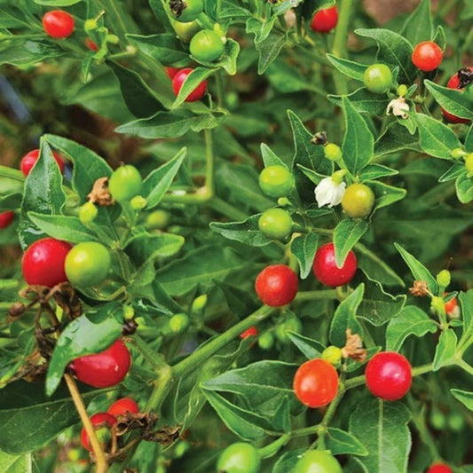Chilli - Tepin