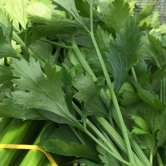 Celery - Chinese