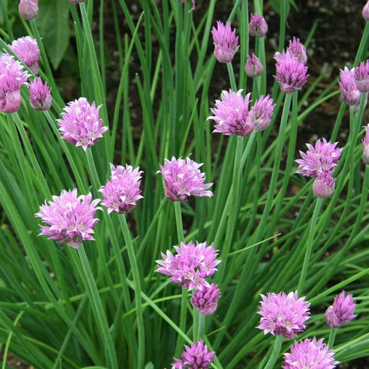Chives