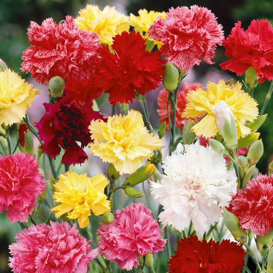 Carnation - Choice Double Mixed