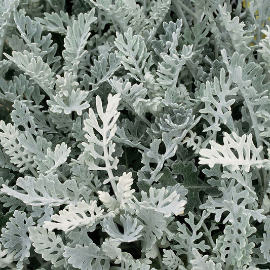 Cineraria - Silver Dust