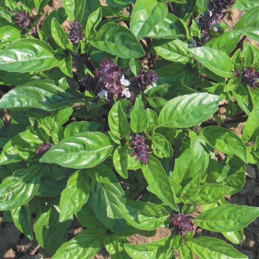 Basil - Cinnamon
