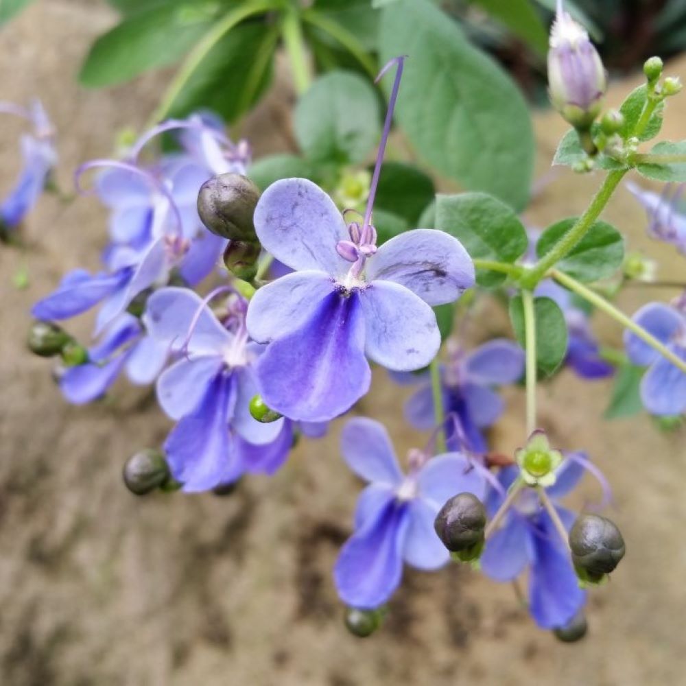 Blue Butterfly Bush