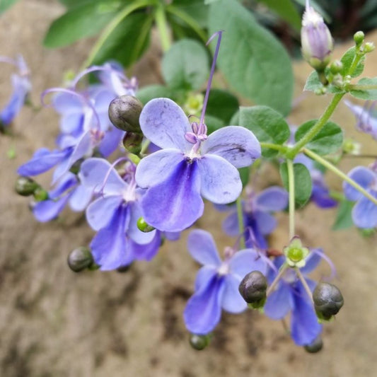 Blue Butterfly Bush