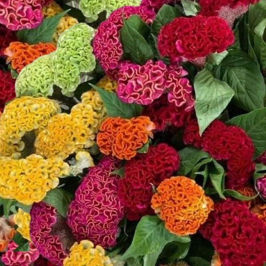 Cockscomb - Mix