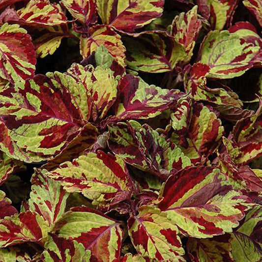 Coleus - Fairways Mosaic