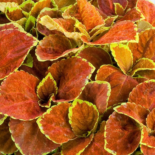 Coleus - Fairways Orange