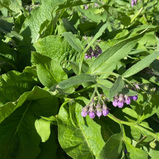 Comfrey