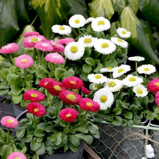 Common Daisy - Monstrosa Mix