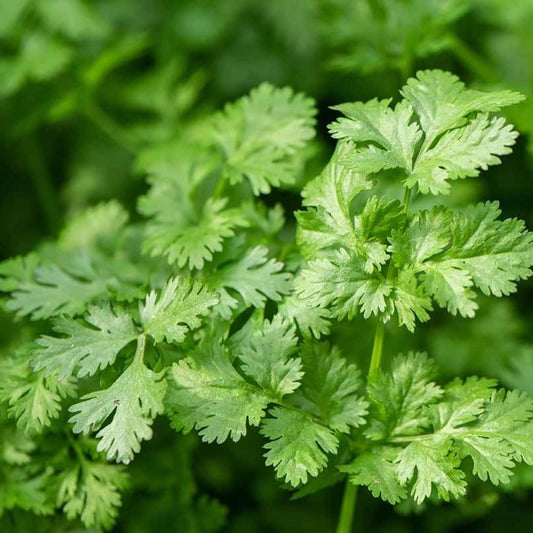 Coriander - Lemon