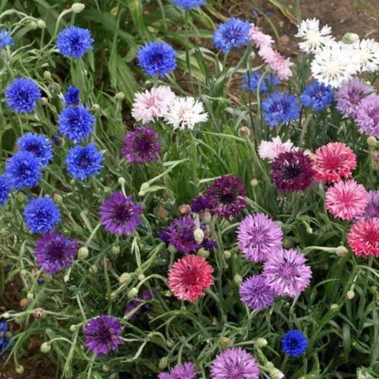 Cornflower - Dwarf Polka Dot Mix