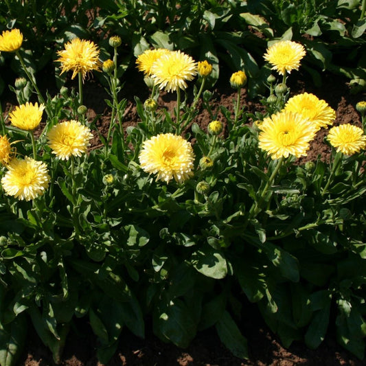 Calendula - Cream Beauty