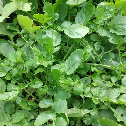 Cress - American Upland