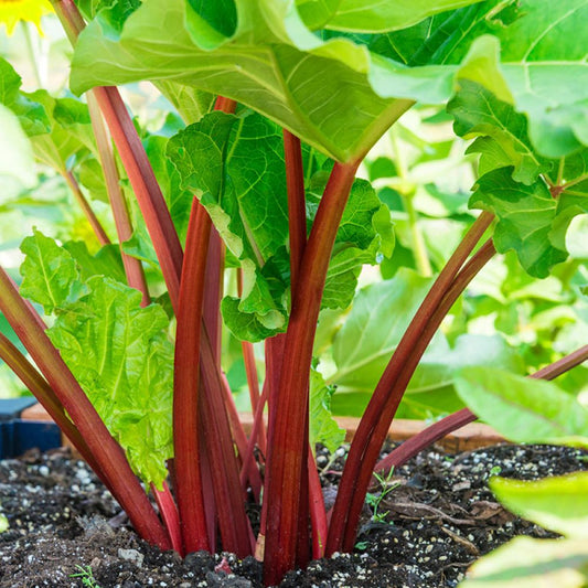 Rhubarb - Crimson