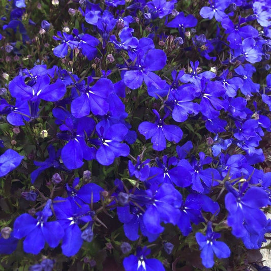 Lobelia - Crystal Palace