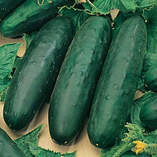 Cucumber - Marketmore