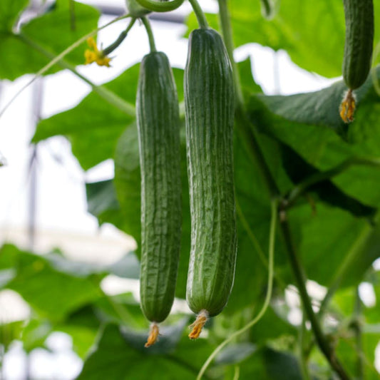 Cucumber - Tasty Green Burpless
