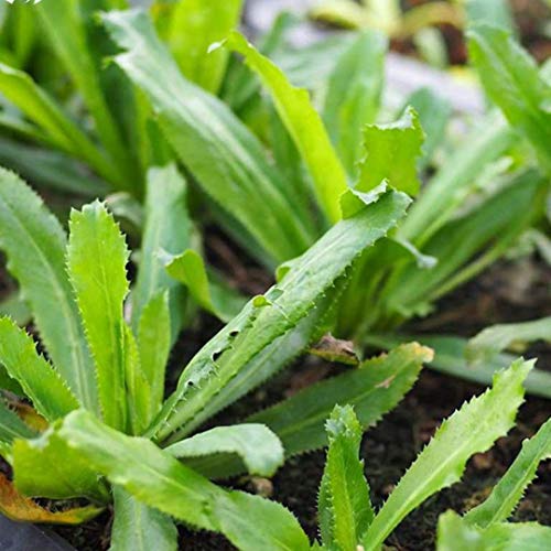 Culantro - Mexican Coriander