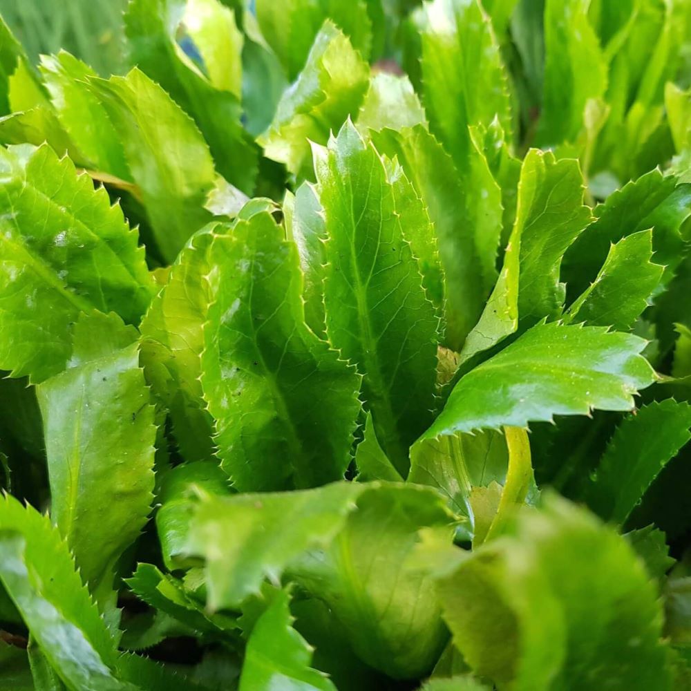 Culantro - Mexican Coriander
