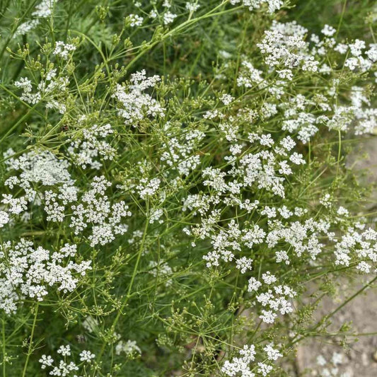 Cumin