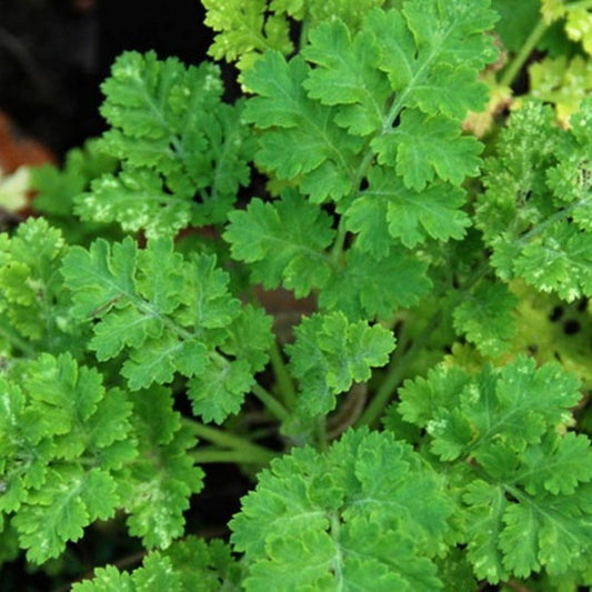 Garden Cress - Extra Curled