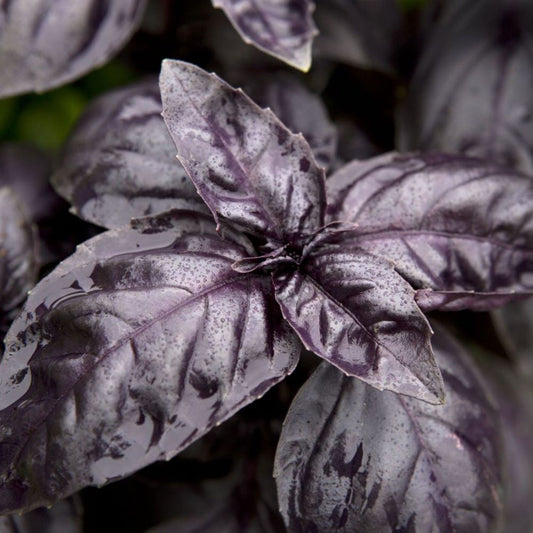Basil - Dark Opal
