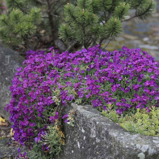 Rock Cress - Dark Violet