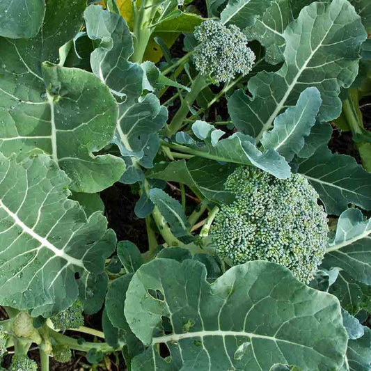 Broccoli - Di Ciccio