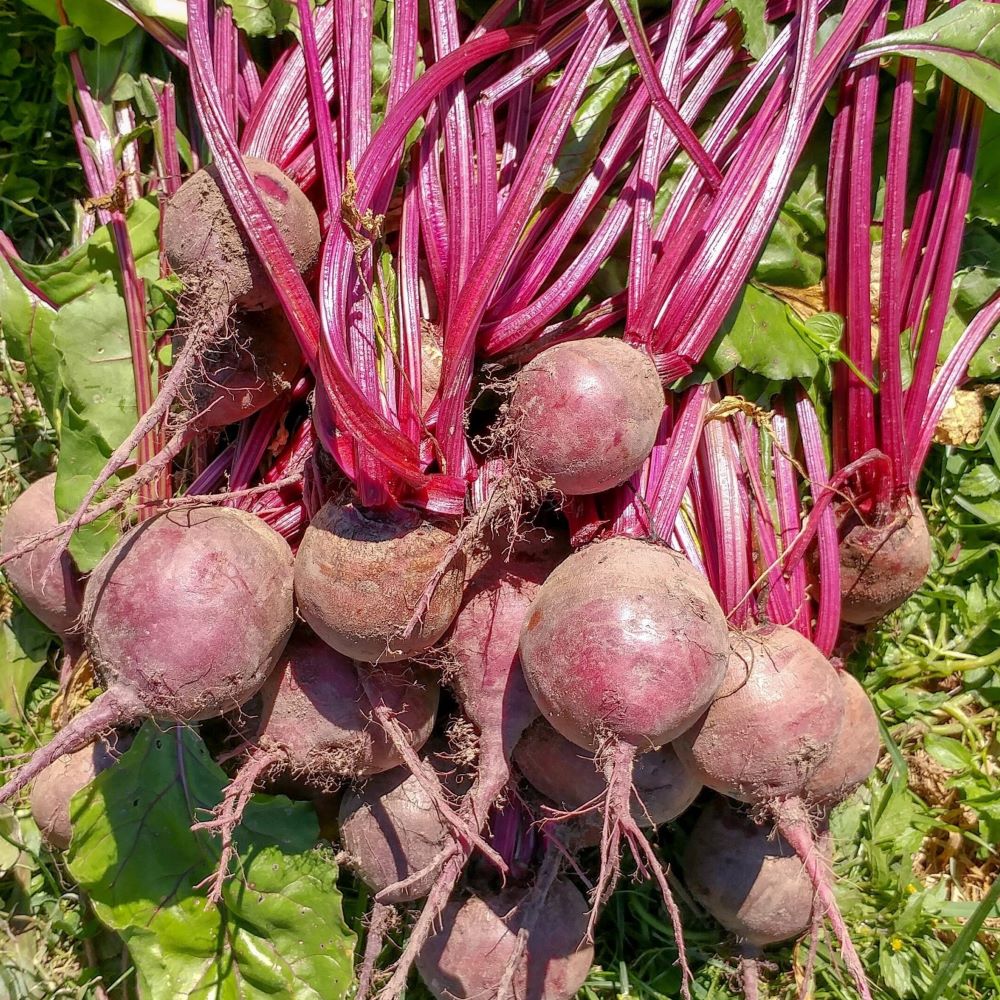 Beetroot - Detroit