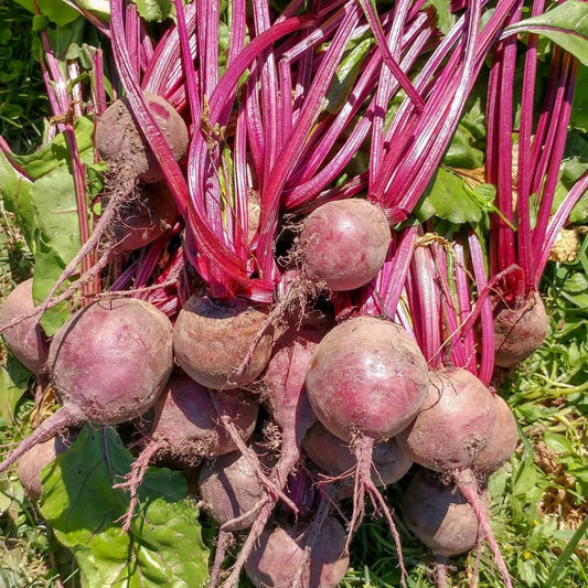 Beetroot - Detroit